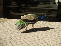 IMG 1861